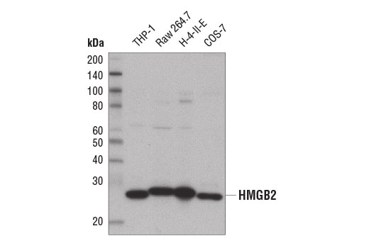  Image 2: High Mobility Group (HMG) Proteins Antibody Sampler Kit