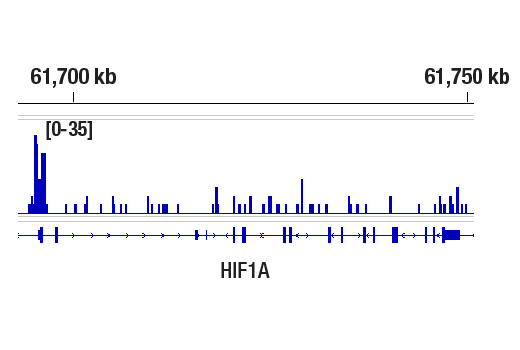 CUT and RUN Image 1: HIF-1α (D2U3T) Rabbit mAb