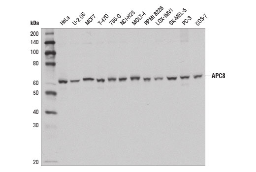 Western Blotting Image 1: APC8 Antibody