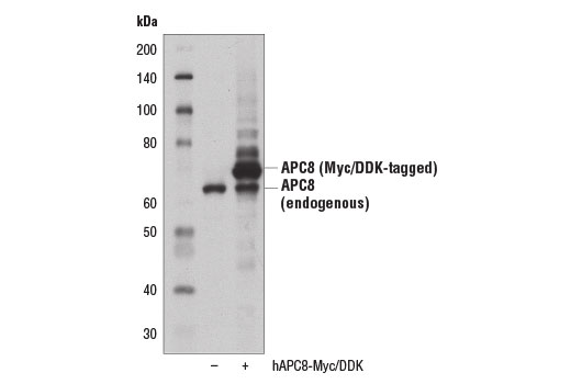 Western Blotting Image 2: APC8 Antibody