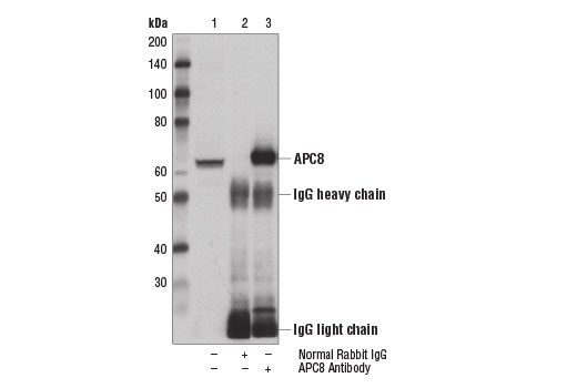 Immunoprecipitation Image 1: APC8 Antibody