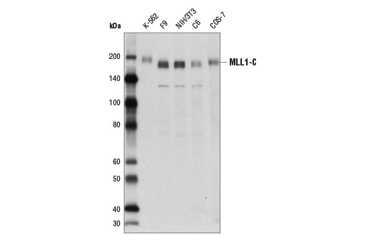 Western Blotting Image 2: MLL1 (D6G8N) Rabbit mAb (Carboxy-terminal Antigen)