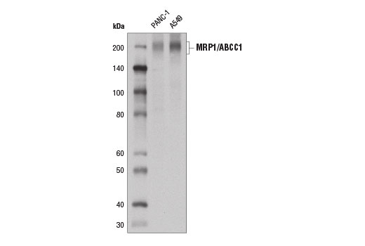 Western Blotting Image 1: MRP1/ABCC1 Antibody