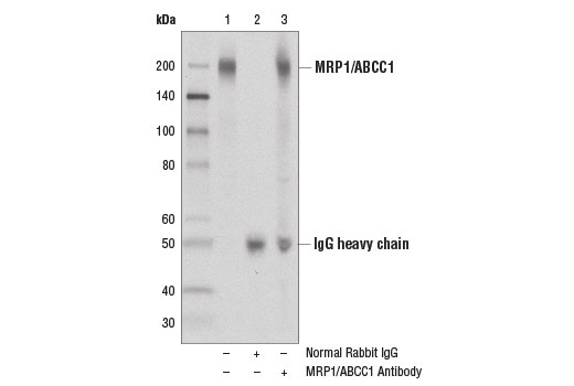 Immunoprecipitation Image 1: MRP1/ABCC1 Antibody