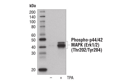 Western Blotting Image 1: Phospho-p44/42 MAPK (Erk1/2) (Thr202/Tyr204) (197G2) Rabbit mAb (Biotinylated)