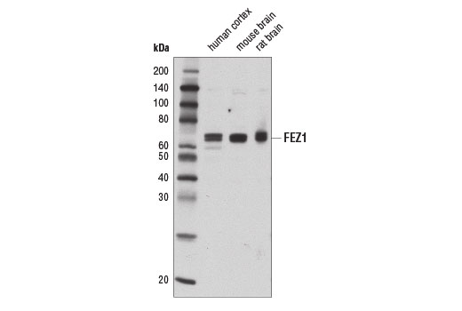 Western Blotting Image 1: FEZ1 Antibody