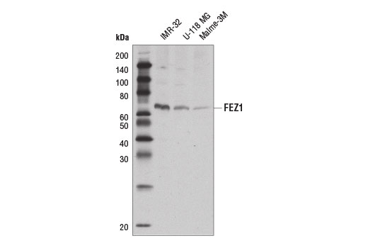 Western Blotting Image 3: FEZ1 Antibody