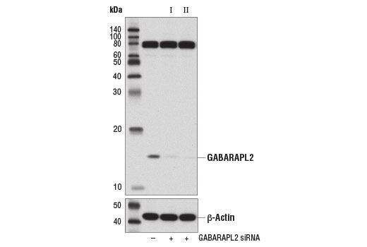  Image 1: SignalSilence® GABARAPL2 siRNA II