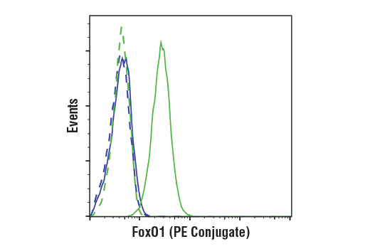 Flow Cytometry Image 1: FoxO1 (C29H4) Rabbit mAb (PE Conjugate)