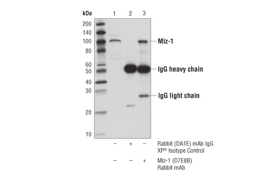 Immunoprecipitation Image 1: Miz-1 (D7E8B) Rabbit mAb