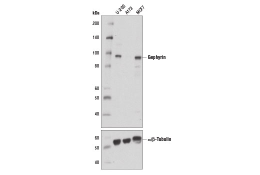 Western Blotting Image 1: Gephyrin Antibody