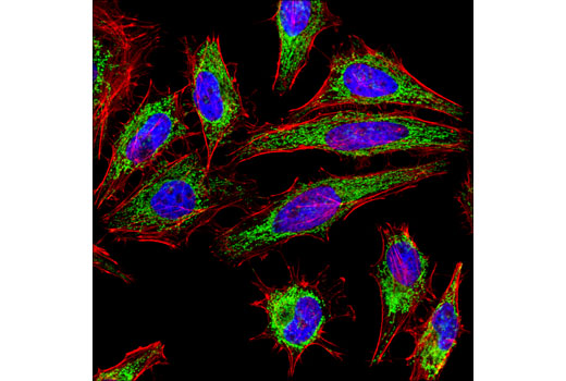 Immunofluorescence Image 1: Citrate Synthase (D7V8B) Rabbit mAb