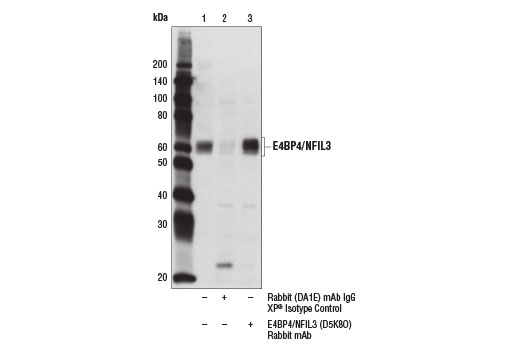 Immunoprecipitation Image 1: E4BP4/NFIL3 (D5K8O) Rabbit mAb