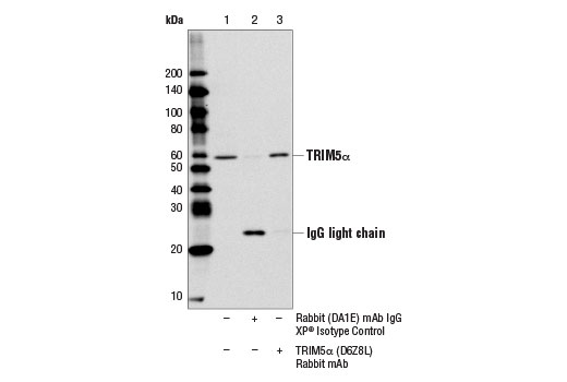 Immunoprecipitation Image 1: TRIM5α (D6Z8L) Rabbit mAb