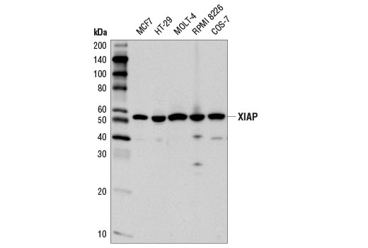  Image 3: PROTAC E3 Ligase Profiling Antibody Sampler Kit