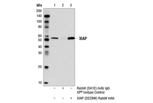 Immunoprecipitation Image 1: XIAP (D2Z8W) Rabbit mAb