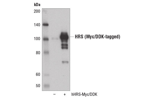 Western Blotting Image 2: HRS Antibody