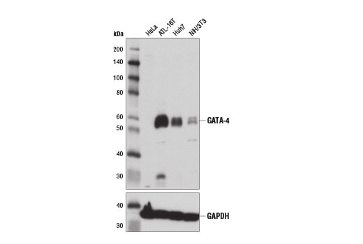 Western Blotting Image 1: GATA-4 Antibody