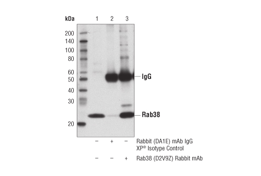 Immunoprecipitation Image 1: Rab38 (D2V9Z) Rabbit mAb