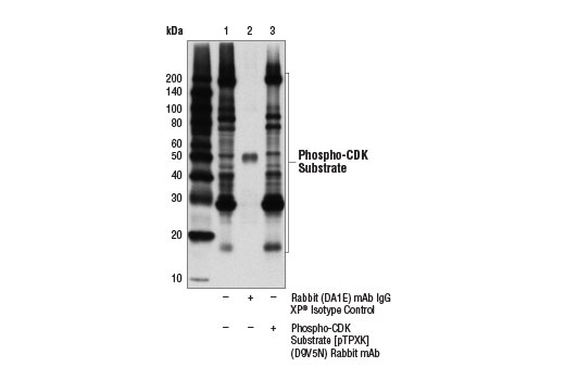 Immunoprecipitation Image 1: Phospho-CDK Substrate [pTPXK] (D9V5N) Rabbit mAb