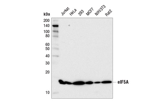 Western Blotting Image 1: eIF5A Antibody