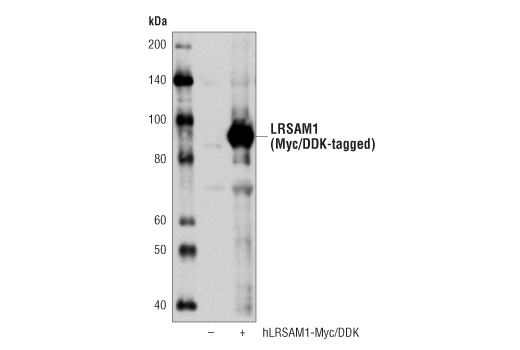 Western Blotting Image 2: LRSAM1 Antibody