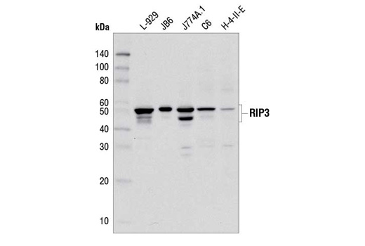 Western Blotting Image 1: RIP3 Antibody (Rodent Specific)