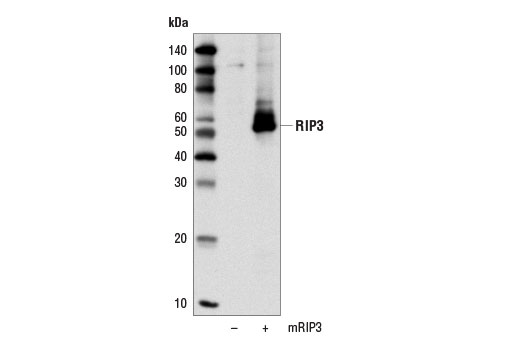 Western Blotting Image 2: RIP3 Antibody (Rodent Specific)