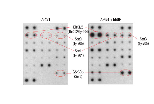  Image 5: PathScan® Intracellular Signaling Membrane Array Kit (Chemiluminescent Readout)