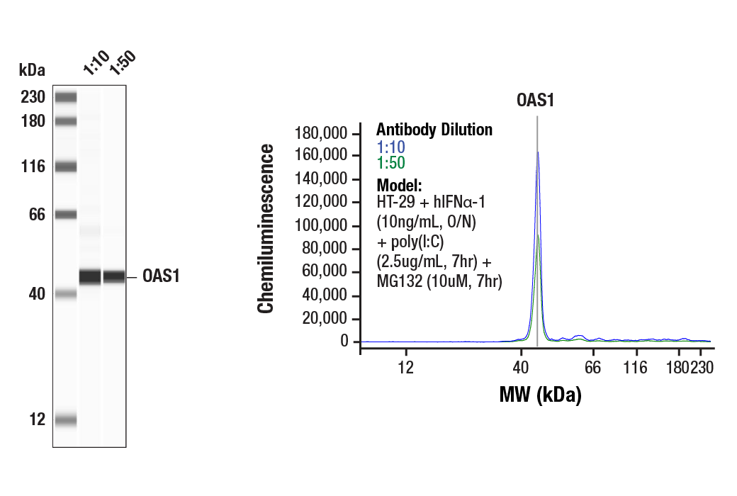  Image 1: OAS/RNase L Pathway Antibody Sampler Kit