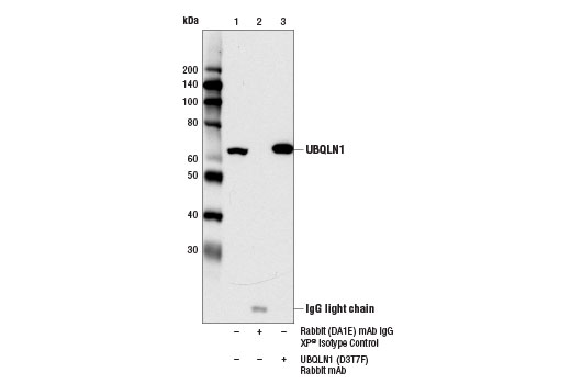 Immunoprecipitation Image 1: UBQLN1 (D3T7F) Rabbit mAb