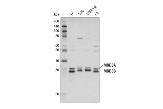Western Blotting Image 1: MBD3 (N87) Antibody