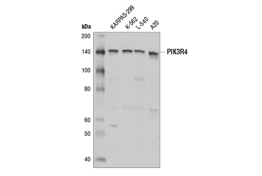 Western Blotting Image 1: PIK3R4 Antibody