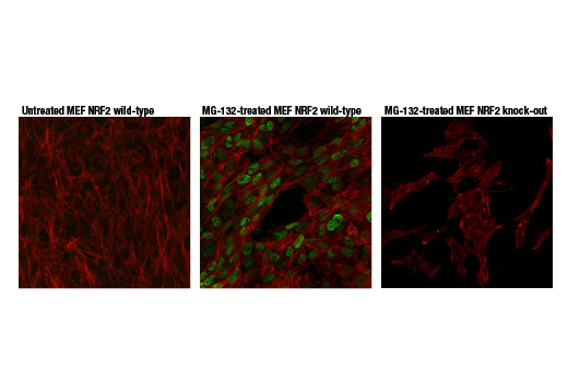 Immunofluorescence Image 1: NRF2 (D9J1B) Rat mAb