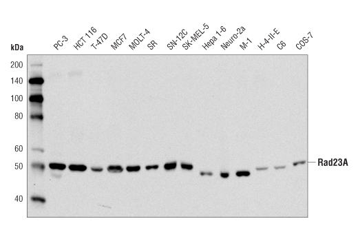 Western Blotting Image 1: Rad23A Antibody