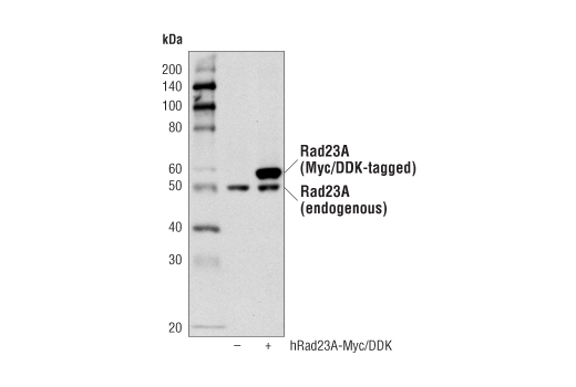 Western Blotting Image 2: Rad23A Antibody