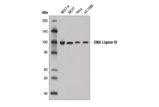 Western Blotting Image 1: DNA Ligase IV (D5N5N) Rabbit mAb