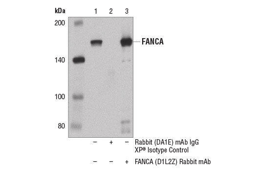  Image 9: Fanconi Anemia Antibody Sampler Kit