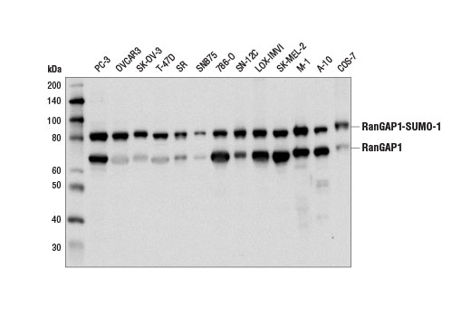 Western Blotting Image 1: RanGAP1 Antibody