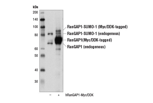 Western Blotting Image 2: RanGAP1 Antibody