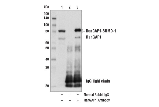Immunoprecipitation Image 1: RanGAP1 Antibody