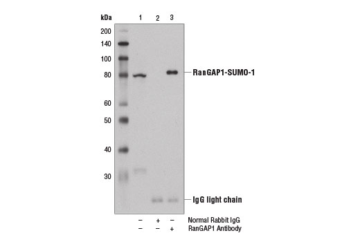 Immunoprecipitation Image 2: RanGAP1 Antibody