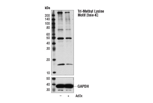 Western Blotting Image 1: Tri-Methyl Lysine Motif [tme-K] (D1L1X) Rabbit mAb
