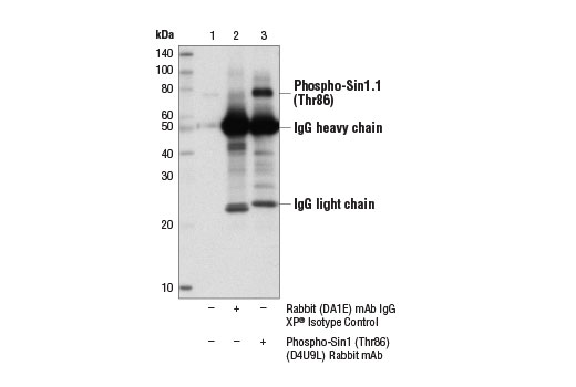 Immunoprecipitation Image 1: Phospho-Sin1 (Thr86) (D4U9L) Rabbit mAb
