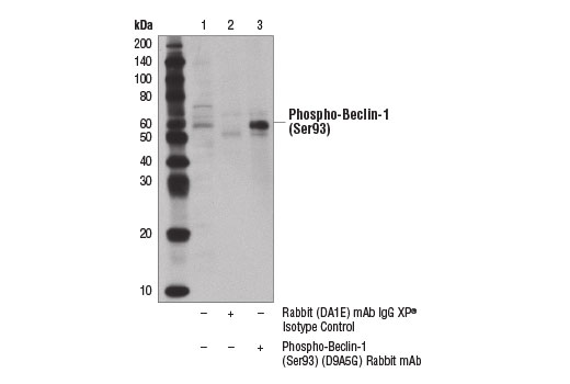  Image 21: AMPK Substrate Antibody Sampler Kit
