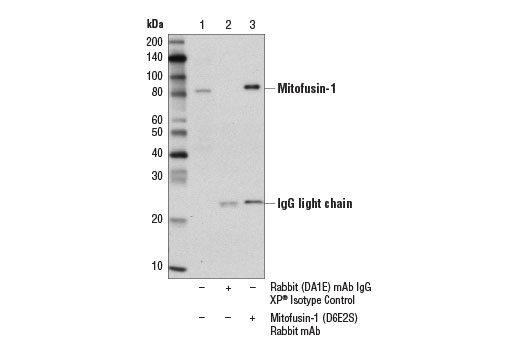 Immunoprecipitation Image 1: Mitofusin-1 (D6E2S) Rabbit mAb