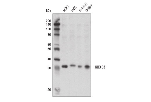 Western Blotting Image 1: CXXC5 Antibody