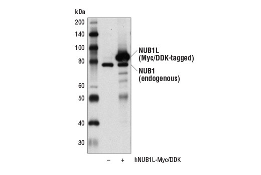 Western Blotting Image 1: NUB1 Antibody
