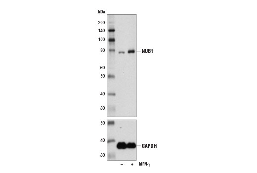 Western Blotting Image 3: NUB1 Antibody
