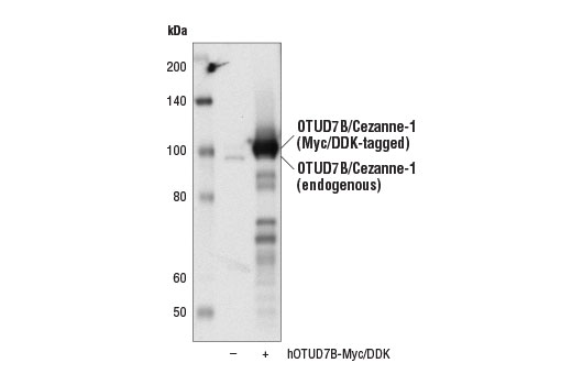 Western Blotting Image 2: OTUD7B/Cezanne-1 Antibody
